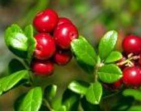 �������� - ������, ������� ���������� � ������� фото