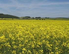 ��� �������� ������ � ���� �� ��������������? фото