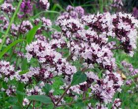 ��� ������� ��������� � �� �� ���������������? фото