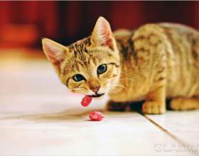 �� ����� ���� ��� ��������� фото