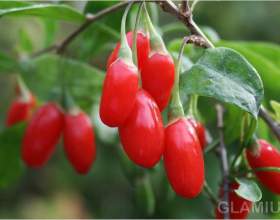 ����� ����: ������� � ����� фото