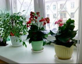 ������� ������� ������� � ����� - ��� �������� фото