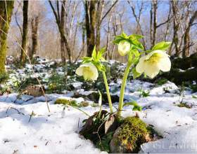 �� �������� �������� ���������� ��� ��������� фото