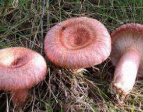 �� ������ �������� ������� ��������? фото