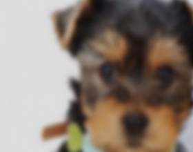 �� ��������� �� ������������ ���`���� фото