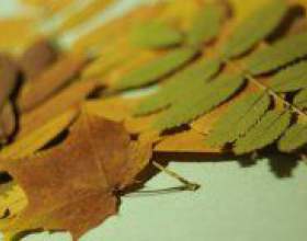 �� �������� ����� ��� �������? фото