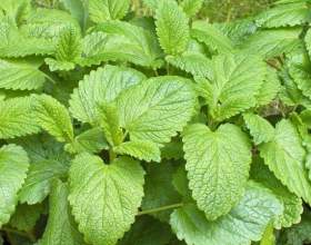 ������� �����: ������� ����� � ��� �� ������� фото