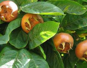 ������� - ����� ����������, �������� � 䳺������ фото