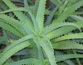 ������� ���������� � ������ �� ���� фото