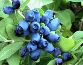 ������� ���������� � ����� �������� фото