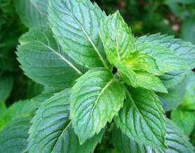 �������, ����� � ������������ �`��� фото