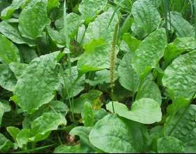 �������, ����� � ������������ ����������� фото