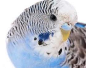 ������ �� ���������� �������� фото